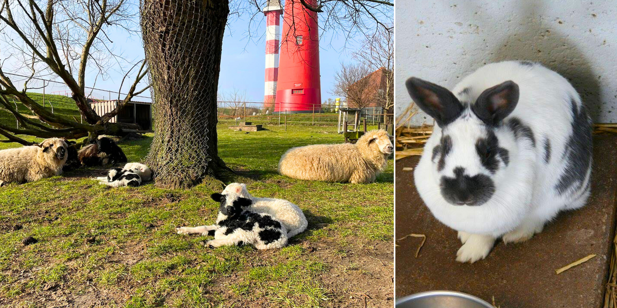 NextImg:Primary school child 'showed no emotion' as he strangled rabbits and guinea pigs at petting zoo