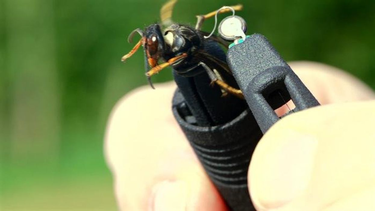 Battle to save Britain's bees begins as invasive Asian hornets march north - 'Out of control!'