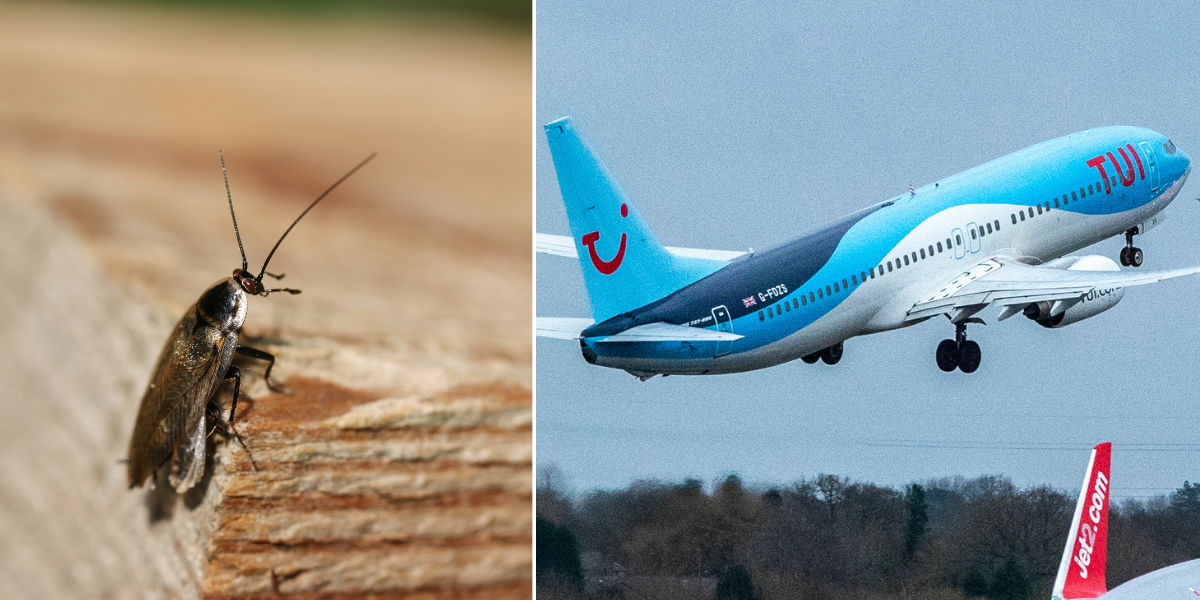 NextImg:Tui flight delayed for 8 hours after ‘disgusting’ cockroaches found on board