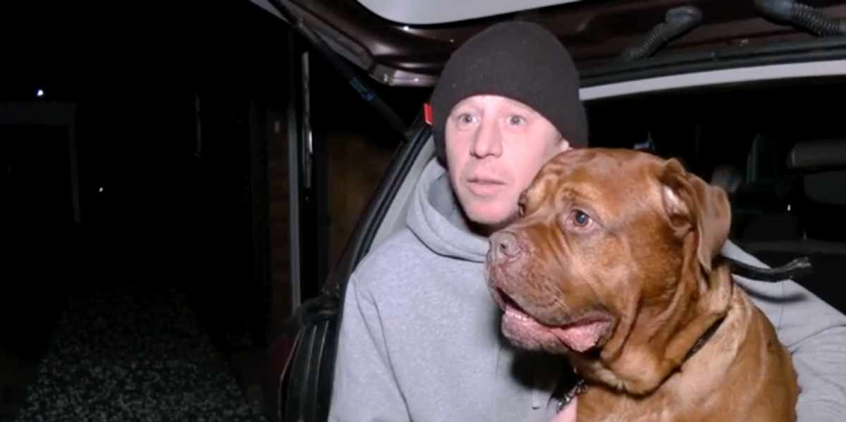 NextImg:XL bully dogs: More than 35,000 pets given exemption despite new ban on breed