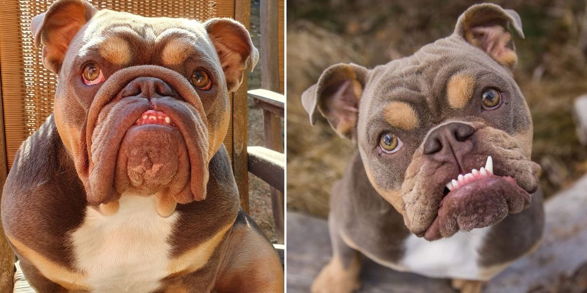 NextImg:Dog has major facelift surgery to fix health problems - and now looks like a different dog
