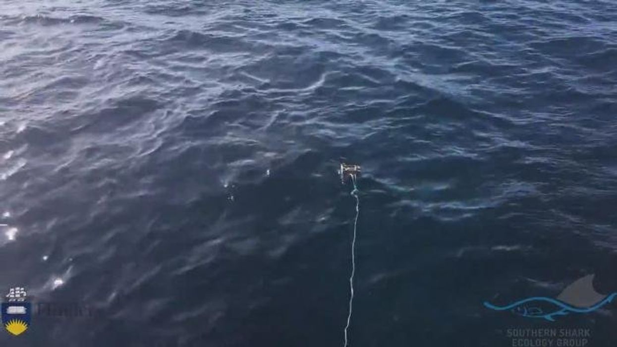 Prehistoric shark-eating fish caught off UK coast in major breakthrough