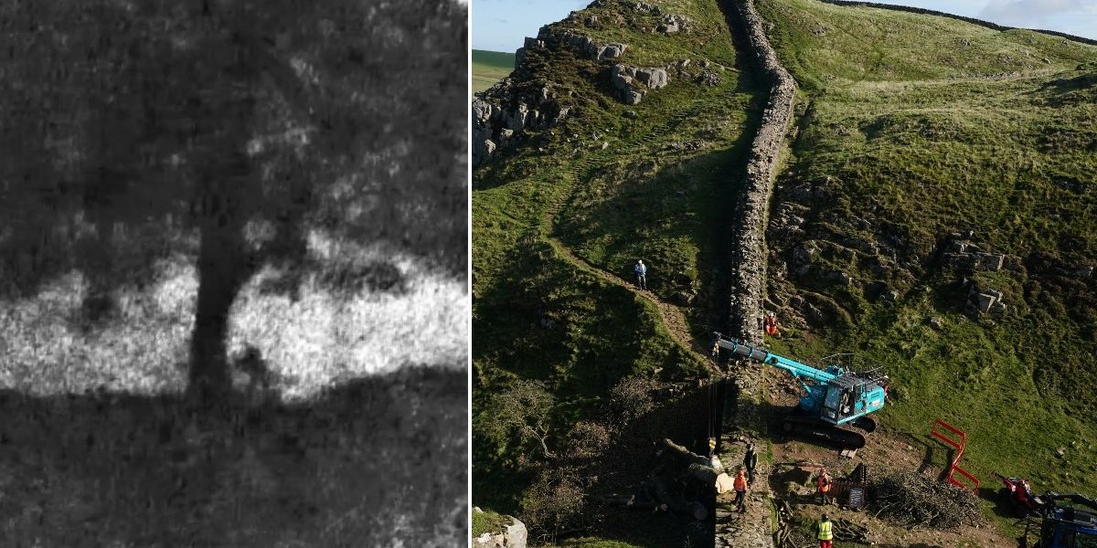 NextImg:WATCH: Sycamore Gap fellers took 'wedge' as trophy as footage shows tree chopped down in just 3 minutes