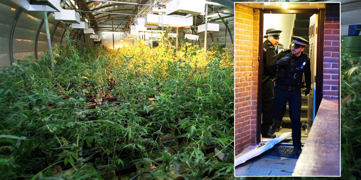 Illegal immigrant’s £200k cannabis factory busted after police spot unusual behaviour