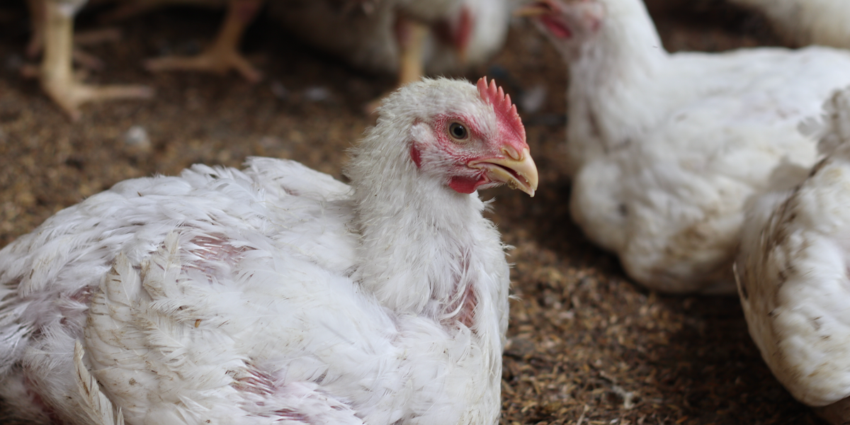 NextImg:Norfolk farm with plans to house 870,000 chickens and 14,000 pigs receives 13,000 complaints
