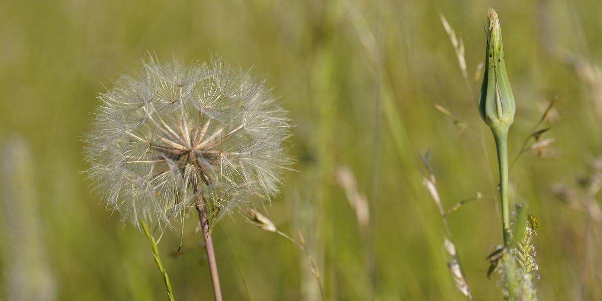 NextImg:UK weather: Hayfever sufferers issued warning as 'pollen bomb' set to explode in just WEEKS