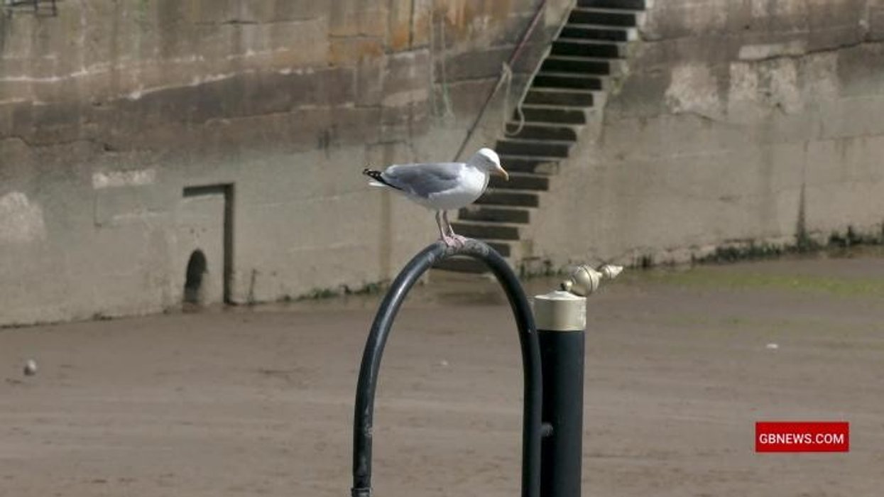 'Gull Champion' fights seagull menace gripping coastal communities amid rise in noise and 'muggings'