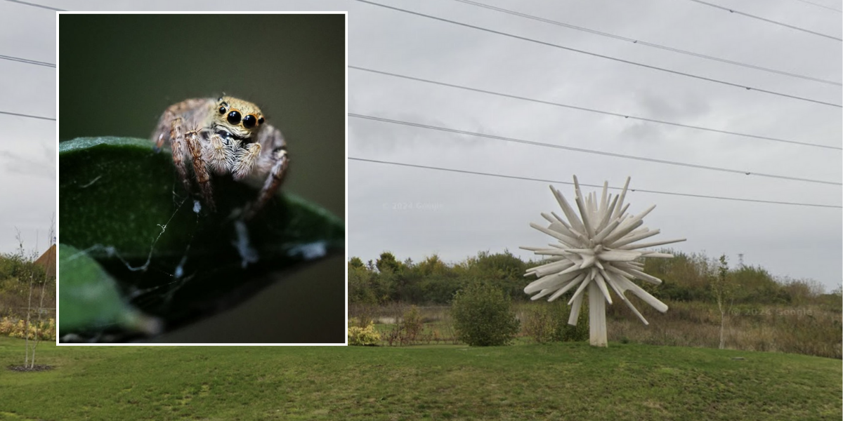 NextImg:Housing news: Government's plans for 1,300 new homes under threat as colony of endangered spiders discovered