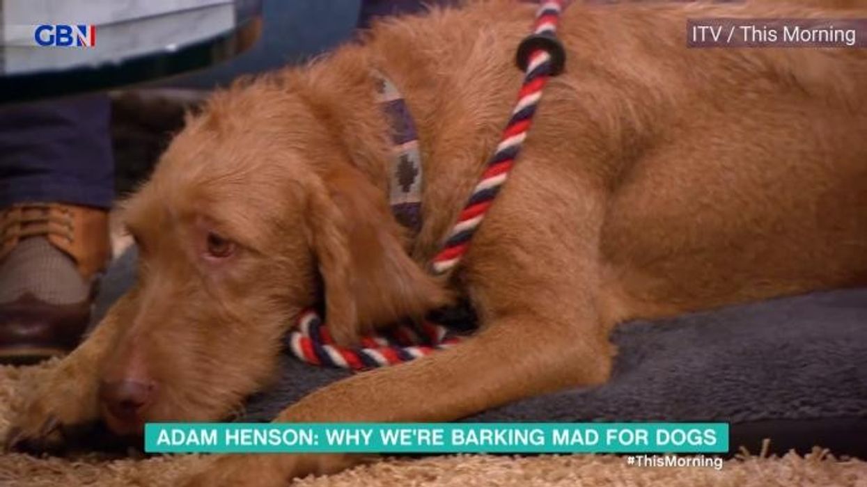 Adam Henson makes admission about 'pretty stupid' BBC Countryfile blunder which almost caused 'casualties'