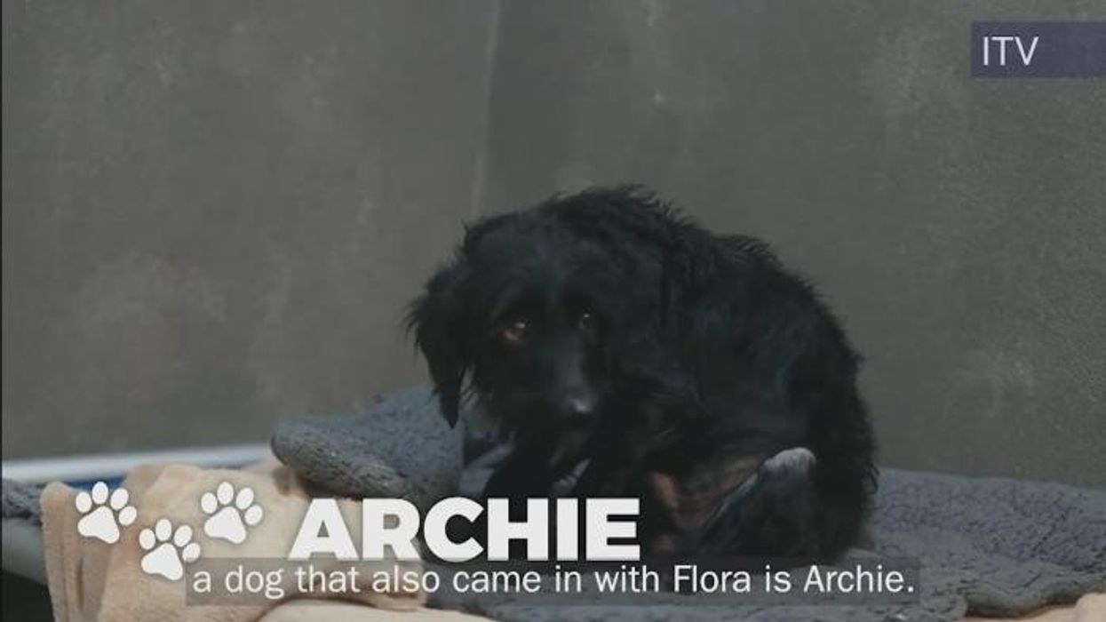 Alison Hammond 'absolutely gutted' as two-year-old pooch forced to undergo drastic procedure: 'Really upset'