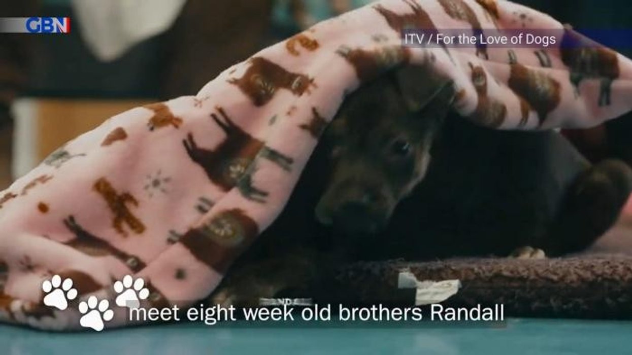 Alison Hammond faces continued criticism from ITV For The Love of Dogs viewers as they call for 'immediate' replacement