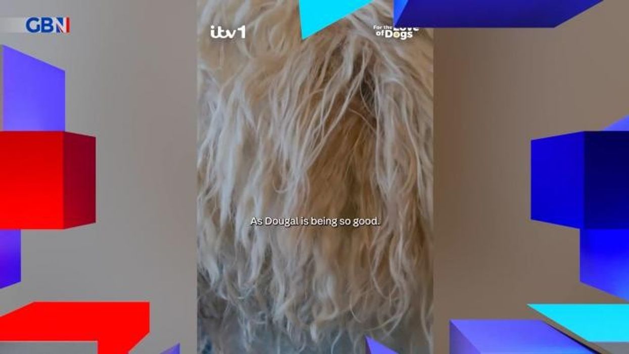 ITV For the Love of Dogs bosses 'disappointed' with Alison Hammond debut as future 'in doubt' amid backlash