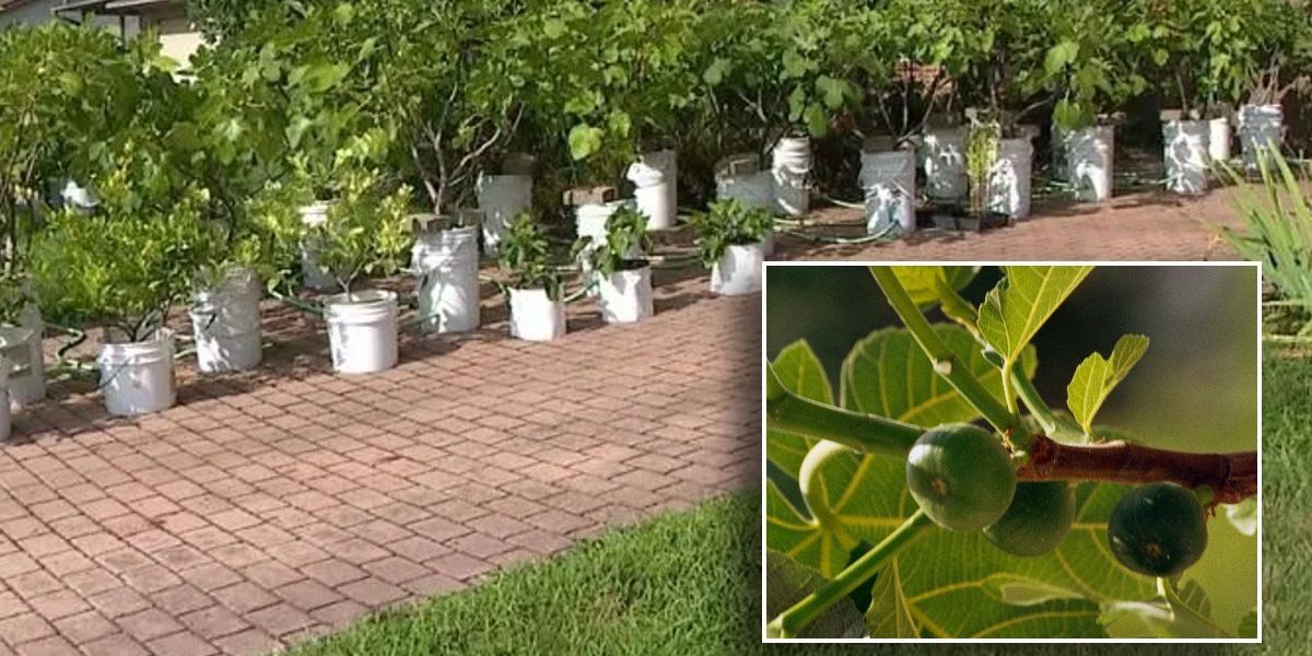 NextImg:Neighbour left raging after homeowner refuses to move trees from front of house: ‘It's like a jungle!’