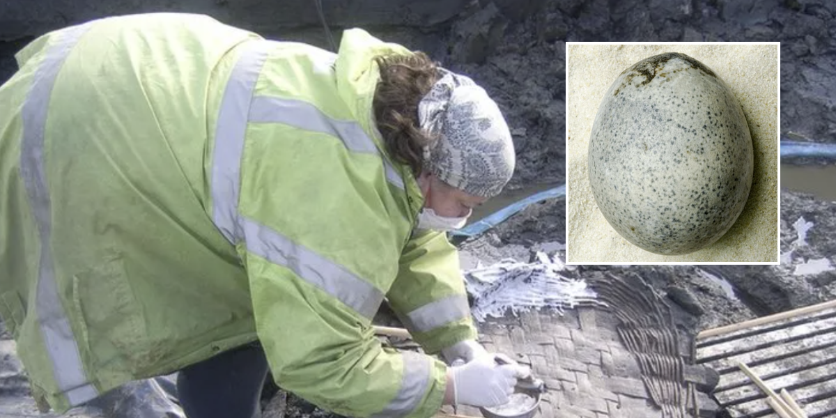 NextImg:Scans reveal 1,700 year old Roman egg could still have liquid inside