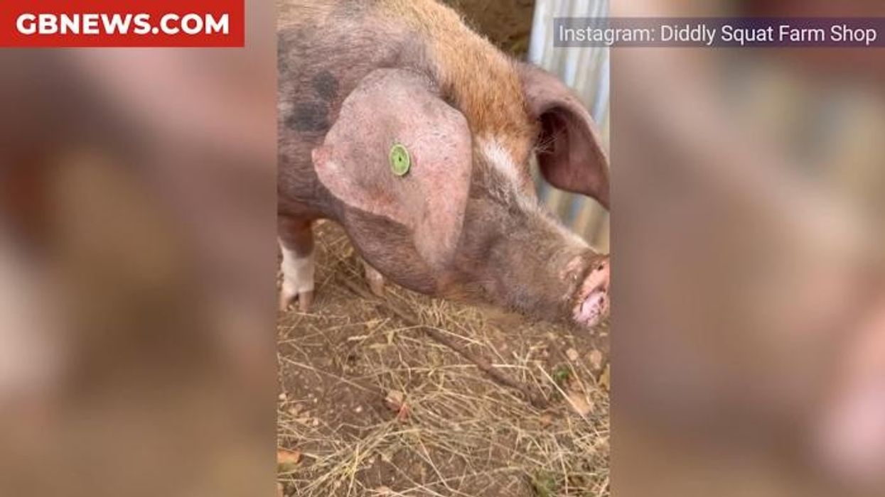 Clarkson's Farm fans issue urgent plea as Lisa Hogan delivers huge update on Richard Ham: 'Please DON'T!'