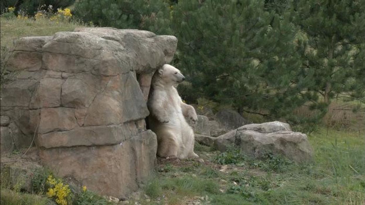 UK set for a heatwave - Here's how zoo keepers are keeping animals cool in the hot weather
