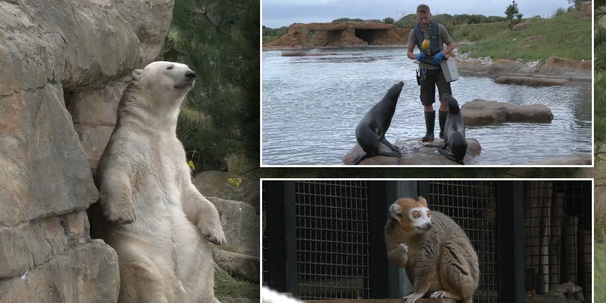 NextImg:UK set for a heatwave - Here's how zoo keepers are keeping animals cool in the hot weather
