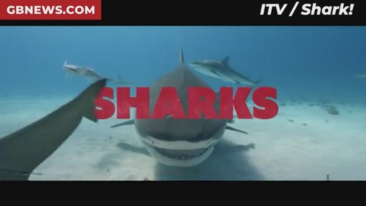 ITV SHARK! Celebrity Infested Waters branded an 'all-time pointless low' as new series slapped with complaints: 'Can't stand it!'