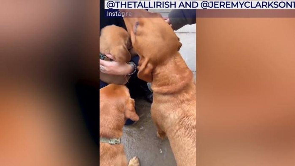 Jeremy Clarkson issues heartbreaking seven-word message of support to Lewis Hamilton after F1 star's dog dies