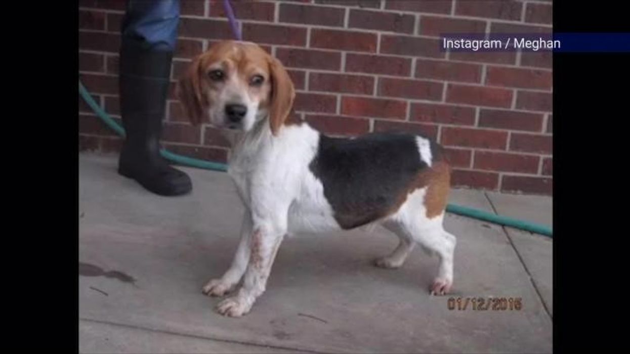 Meghan Markle drops hint of major announcement about new show in post alongside late companion