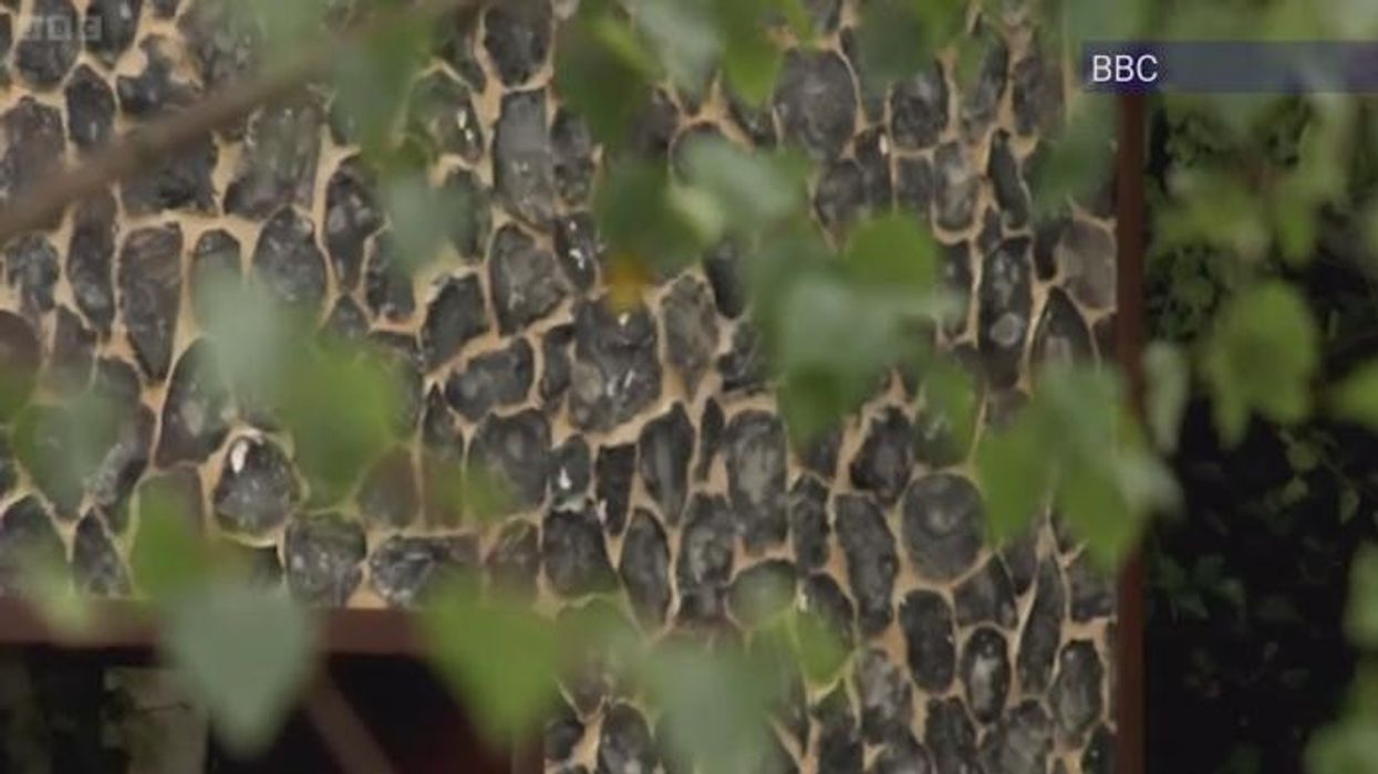 Monty Don sparks fury with 'disrespectful' and 'unprofessional' criticism of 'box-ticking' Chelsea Flower Show judges