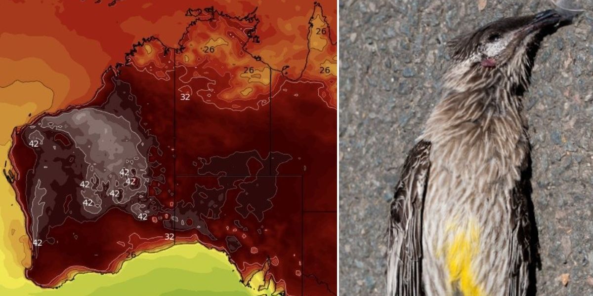 NextImg:'Birds drop from trees' in extreme 45C Australian heat amid sweltering four-week heatwave