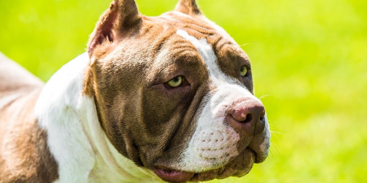 NextImg:Nearly 40,000 XL Bullys still on Britain’s streets despite nationwide ban