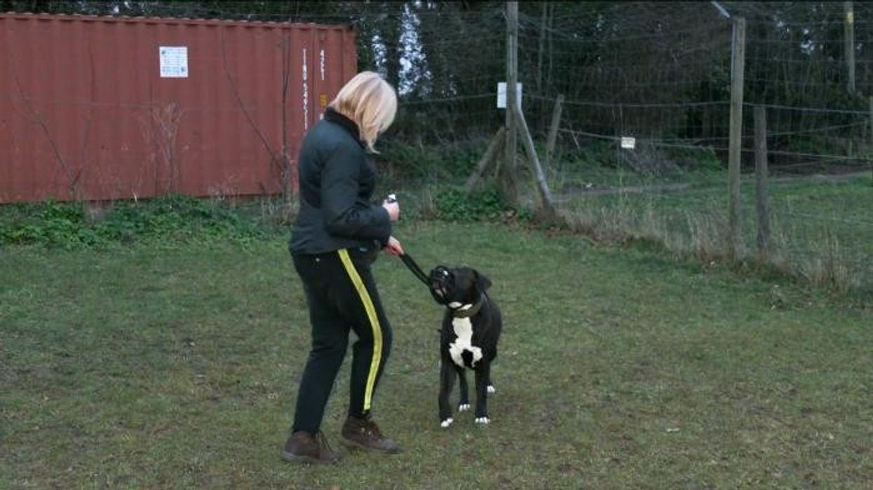 XL Bully dog's attack on pet leaves owner traumatised: 'I will never forget her screams'