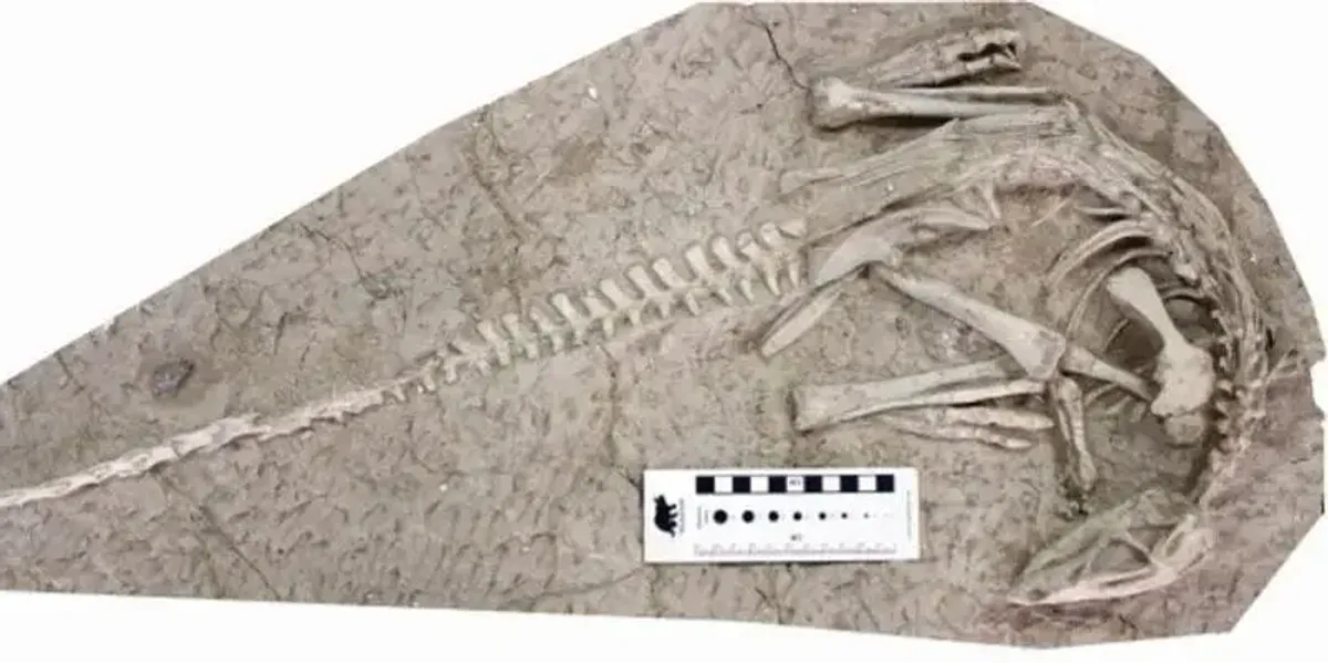 NextImg:Scientists make major breakthrough over world’s best-preserved dinosaurs