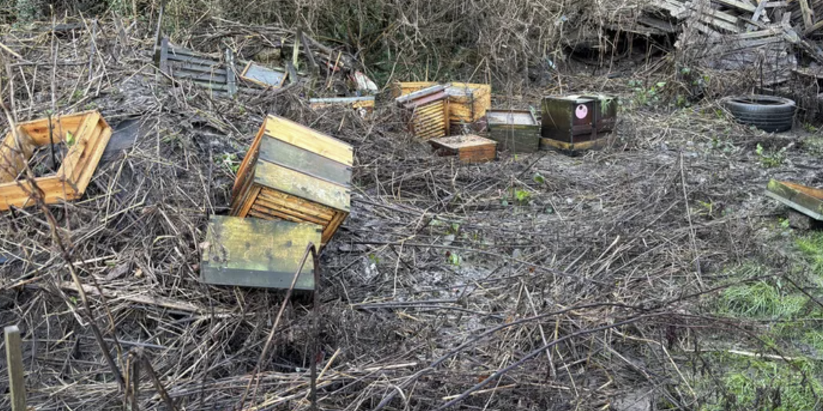 NextImg:Manchester news: Beekeeper devastated after 300,000 drowned during 'horrific' New Year's Day flooding
