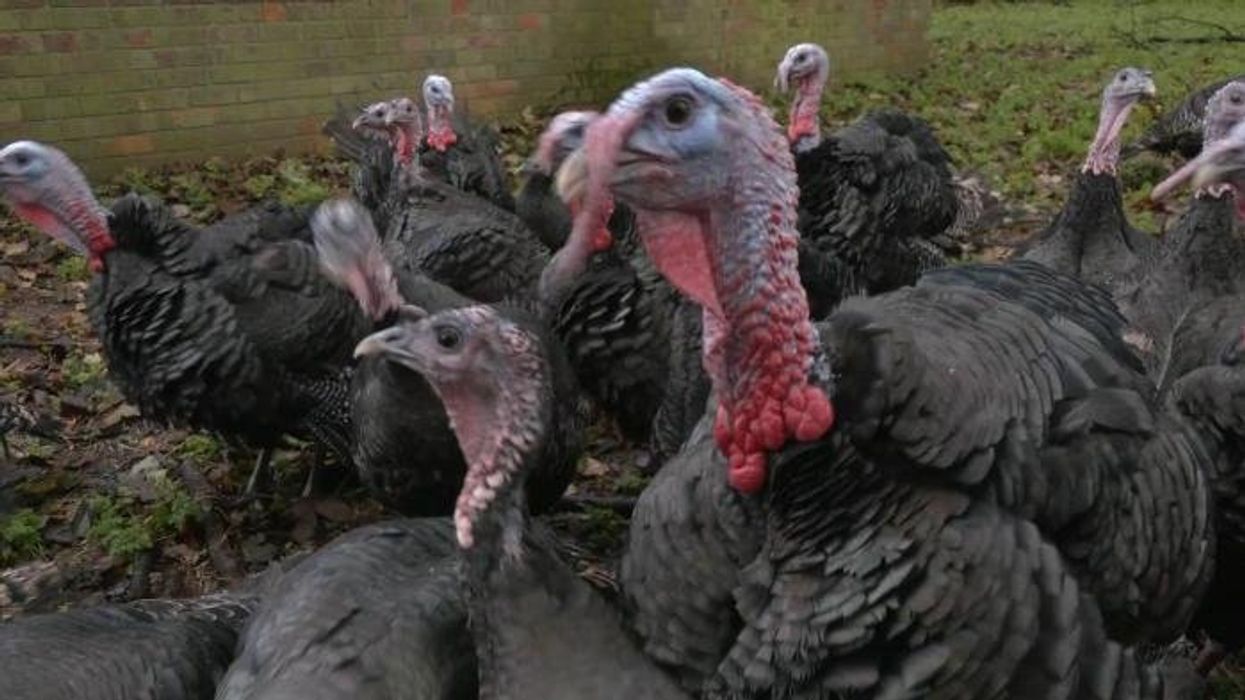 WATCH: Jack Carson reveals Britain's most popular part of a Christmas dinner