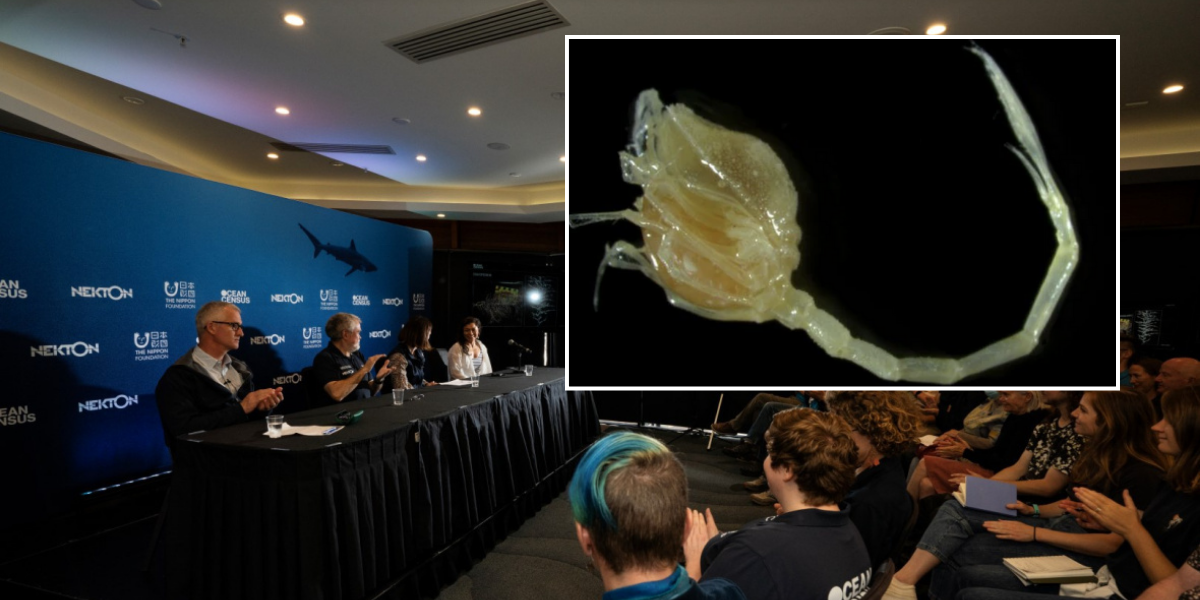 NextImg:New species discovered by scientists... and it's left them 'baffled'