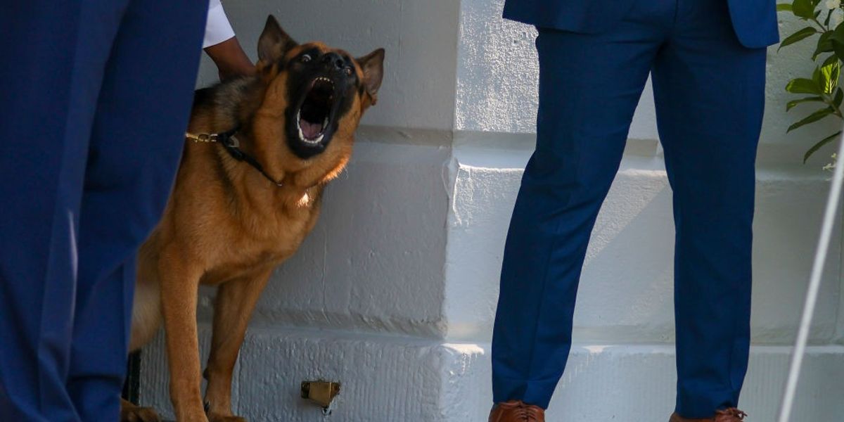 NextImg:Joe Biden's family dog found to have bitten Secret Service agents 24 times