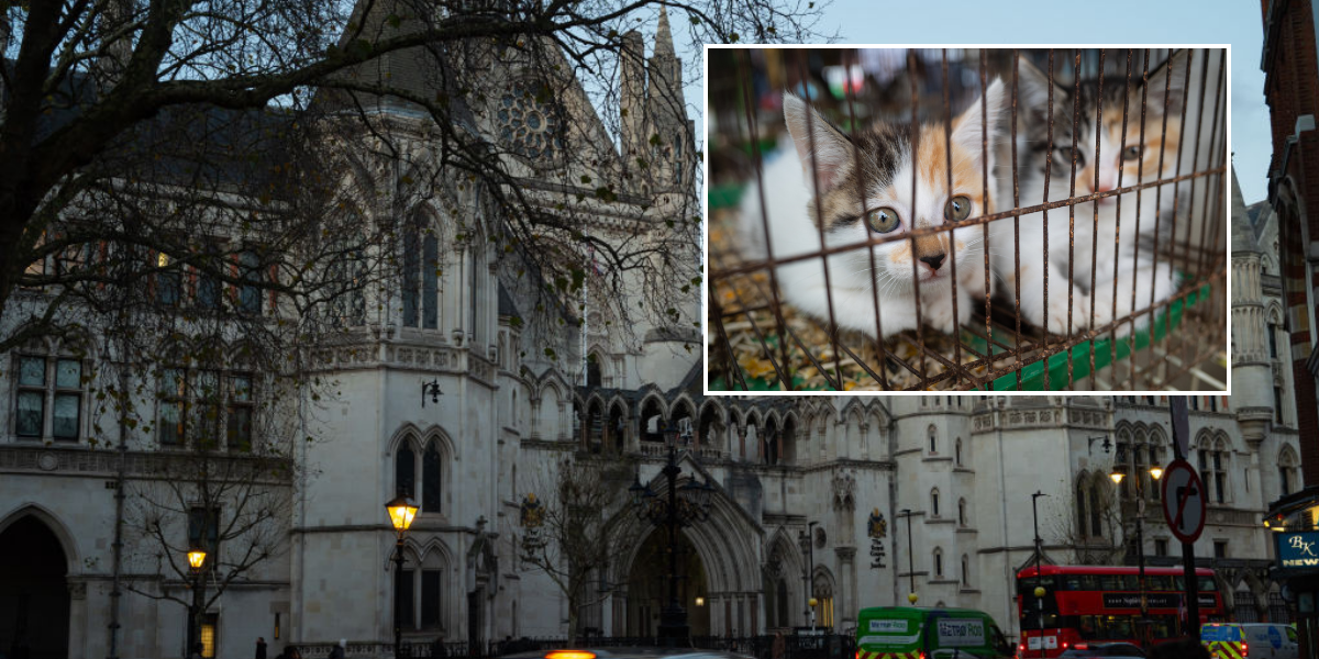 NextImg:Neighbour 'trapped couple's cat in cage' and 'hounded them with constant croak of novelty garden frog' as court battle continues