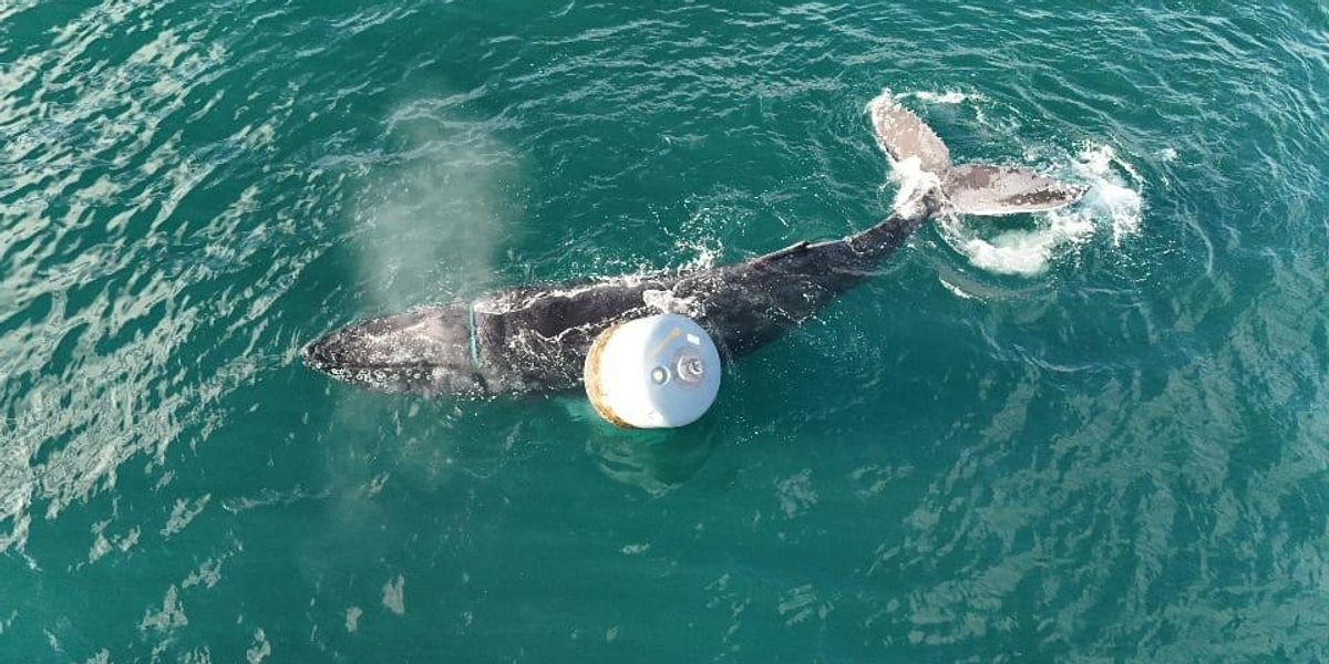 NextImg:Marine rescuers 'delighted' after finally freeing whale trapped in fishing rope for 28hrs