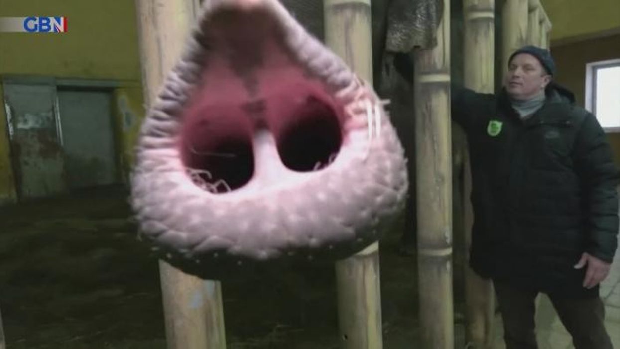 Farmer slapped with £770 fine after dog walker broke her ribs when trampled by cows