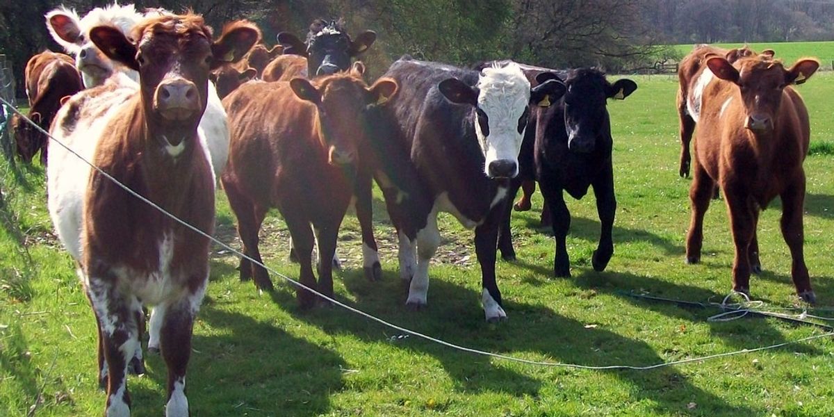 NextImg:Farmer slapped with £770 fine after dog walker broke her ribs when trampled by cows
