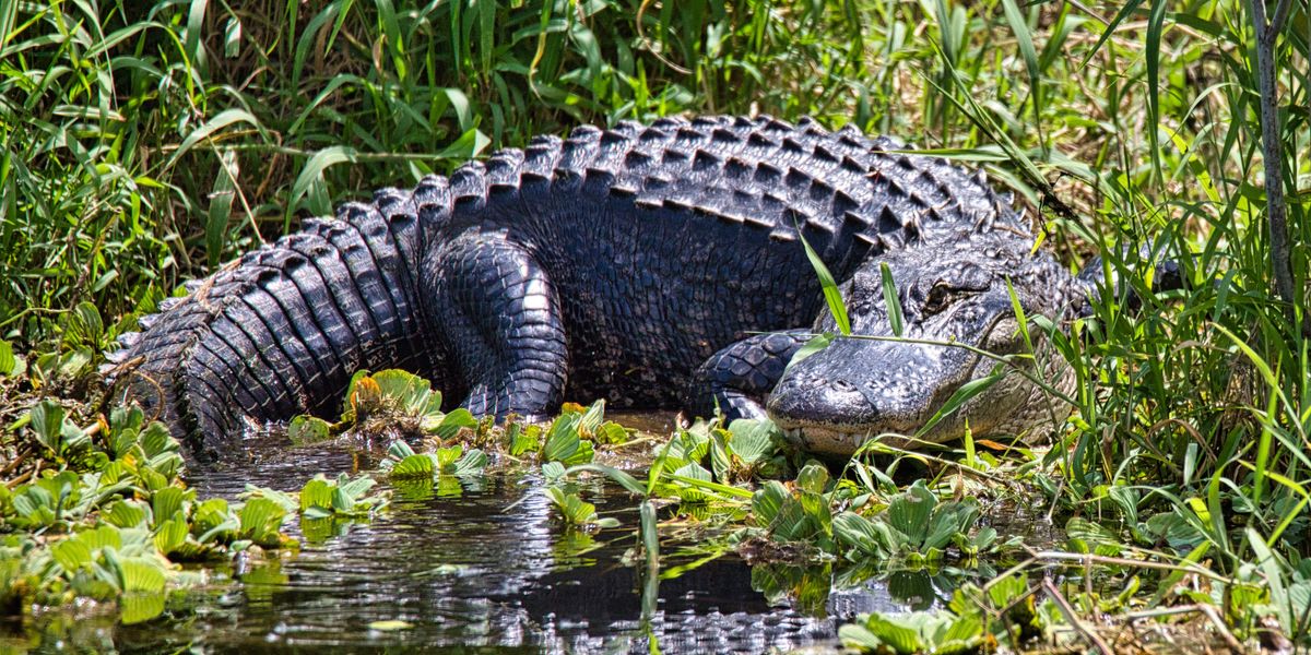 NextImg:Massive 9ft alligator bites off fisherman's hand on golf course