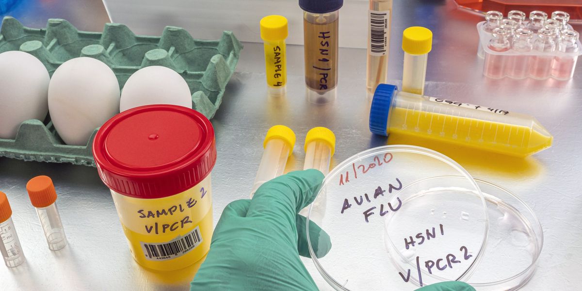 NextImg:Bird flu warning issued as experts call for 'immediate action' to prevent pandemic - 'Enhancing readiness now can save lives!'