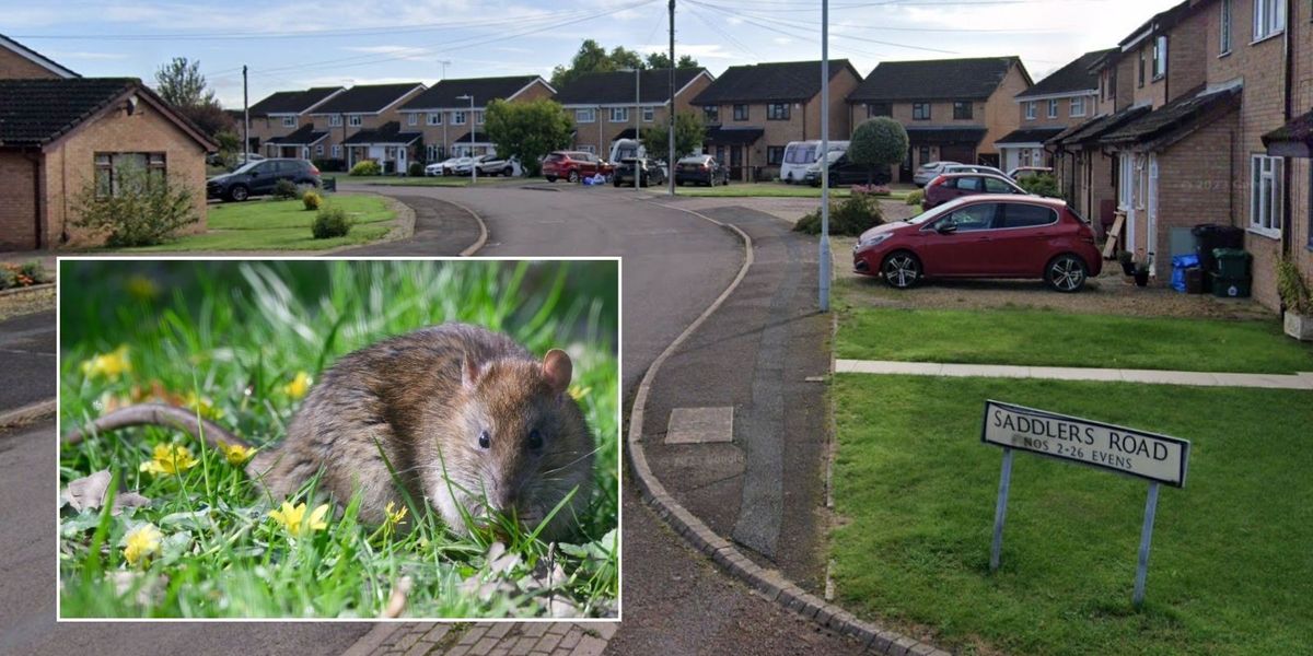 NextImg:Local council apologises for rubbish left for almost a YEAR as rats take over