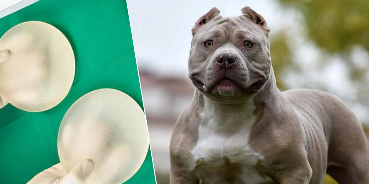 NextImg:XL Bully dog victim opens up on horror being used in 'tug of war' as illegal breed savaged breast implant