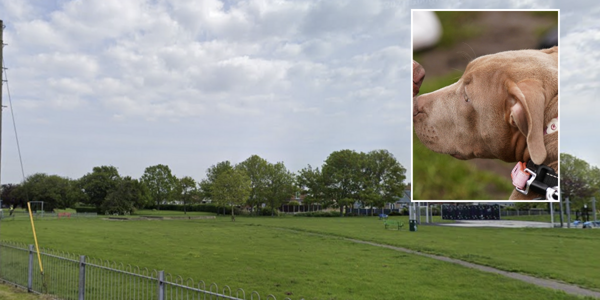 NextImg:XL Bully owner spends entire £13k Postcode Lottery winnings to try to save life of poisoned pet