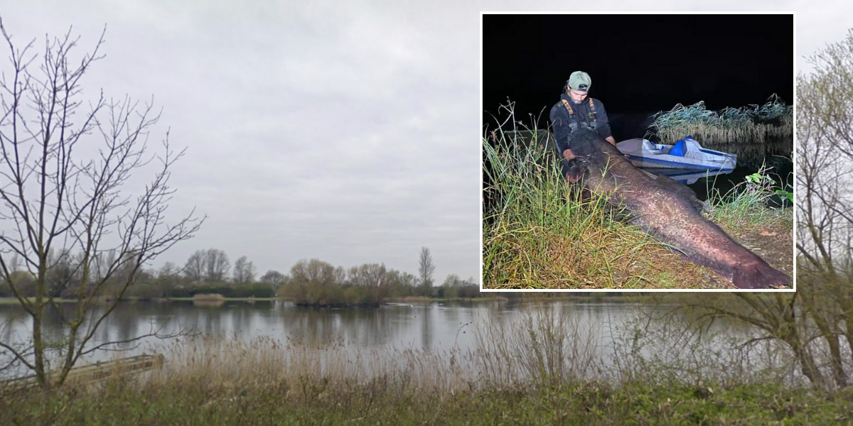 NextImg:British couple catch 'unstoppable monster' 8ft catfish weighing 150lb that is likely UK record