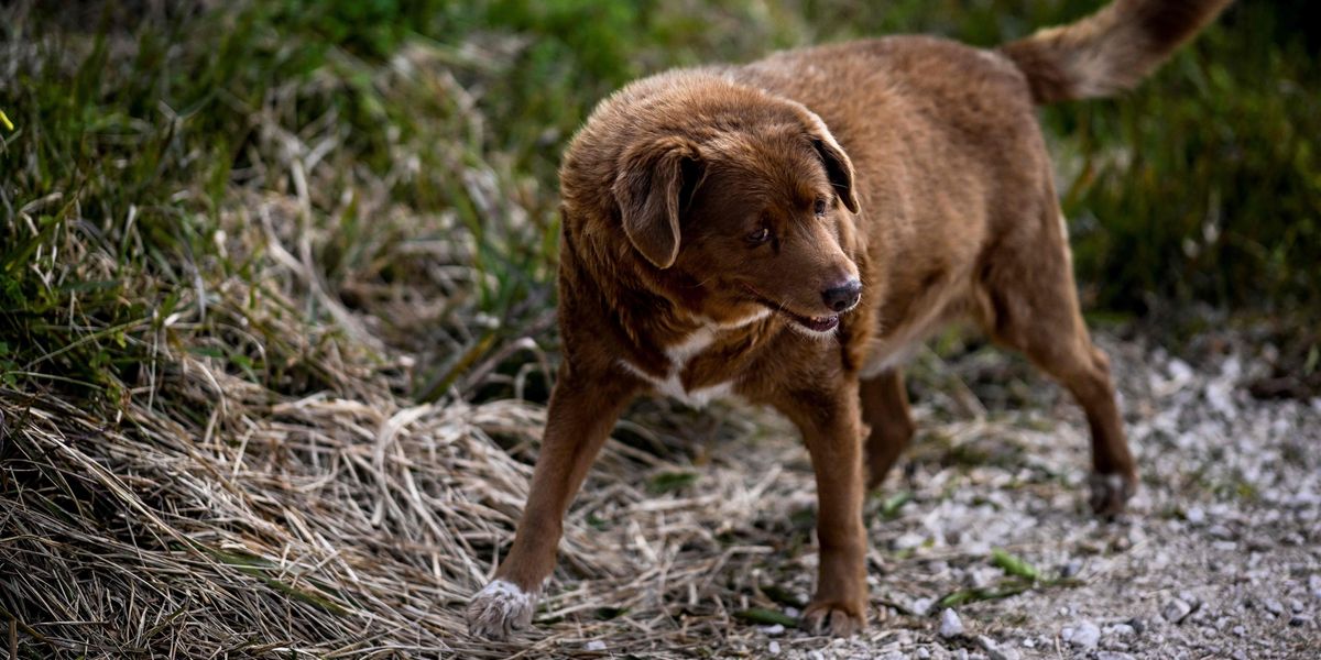 NextImg:Owner of 'world's oldest dog' wades into row with scathing attack on 'parasite' vets after title revoked