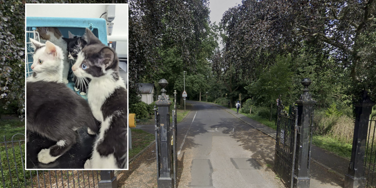 NextImg:11 petrified kittens found after being abandoned in 'squished' box as temperatures plummeted to -2C