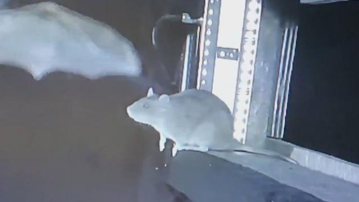 Pandemic 'spillover' fears as rats seen eating 'diseased' bats for very first time