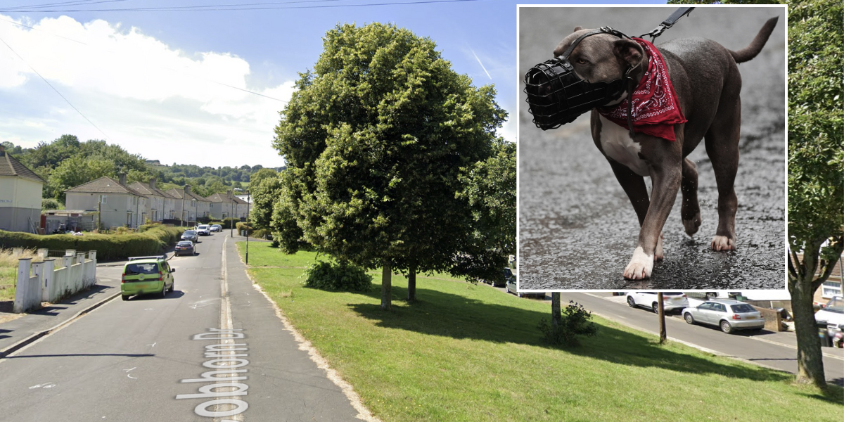NextImg:Xl bully dog Bristol: Teen, 19, dies after fatal dog attack at a flat in suspected XL bully mauling