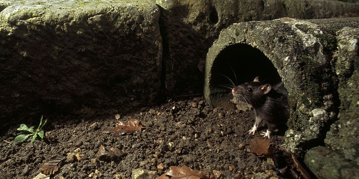 NextImg:'Super rat' warning as giant rodents invade UK homes to escape freezing weather