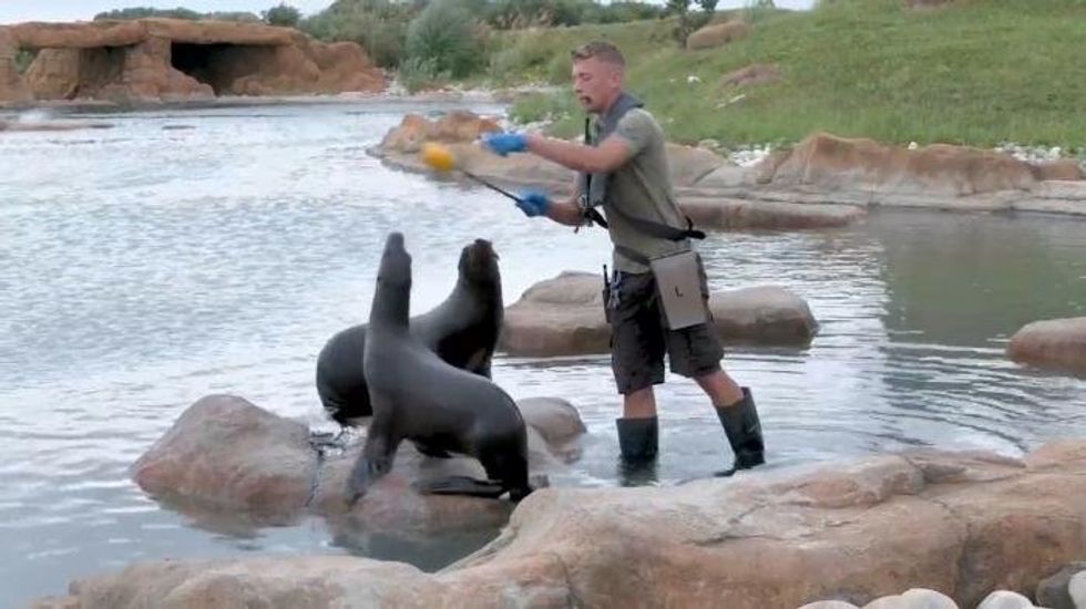 Britons urged to ‘check your ponds’ for capybara on the loose after zoo escape