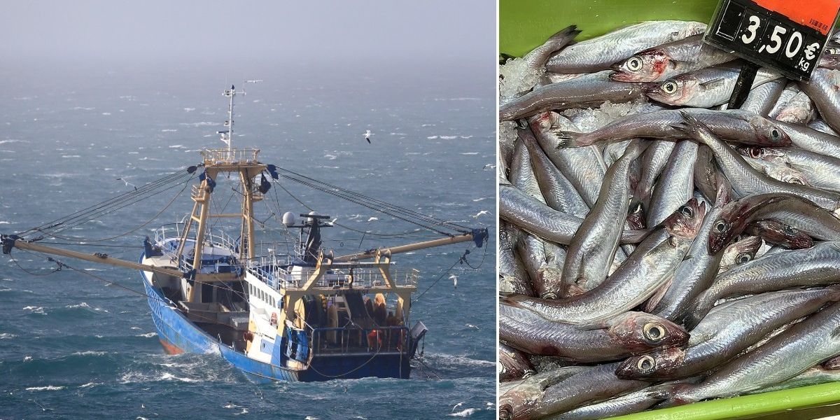 NextImg:'Outrageous!' EU threatens to 'plunder' fish just miles from UK waters amid bid to strike deal with Iceland